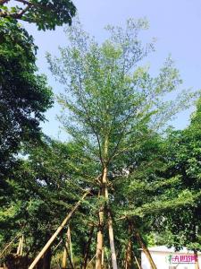 小叶榄仁