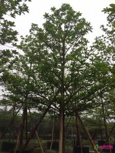 尖叶杜英