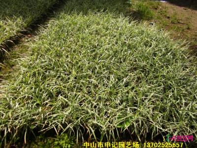 银边草