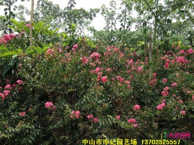 小叶紫薇