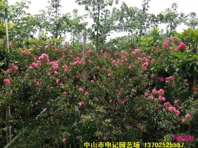 小叶紫薇
