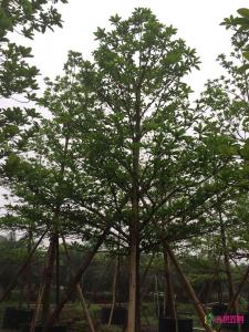 尖叶杜英