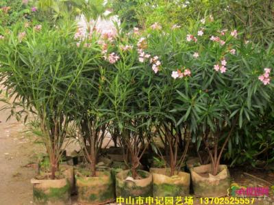 粉花夹竹桃