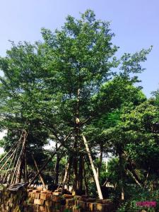 小叶榄仁